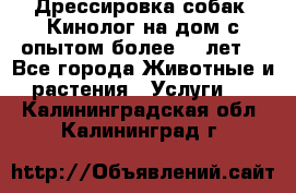 Дрессировка собак (Кинолог на дом с опытом более 10 лет) - Все города Животные и растения » Услуги   . Калининградская обл.,Калининград г.